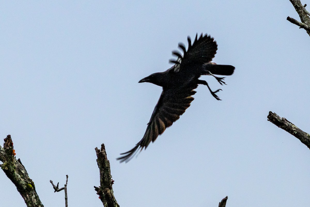 アメリカガラス - ML646268147