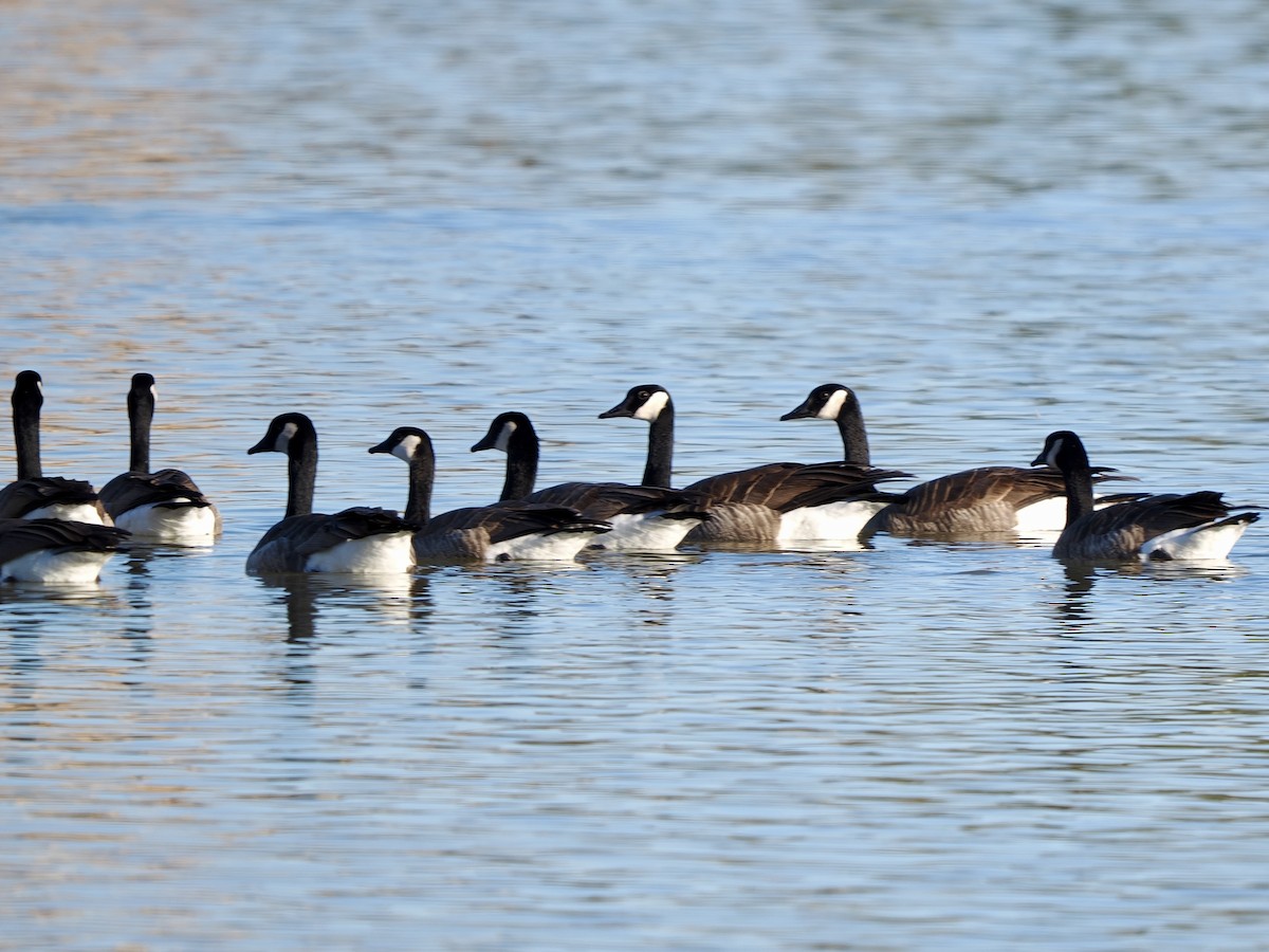 Oca canadese maggiore - ML646268149