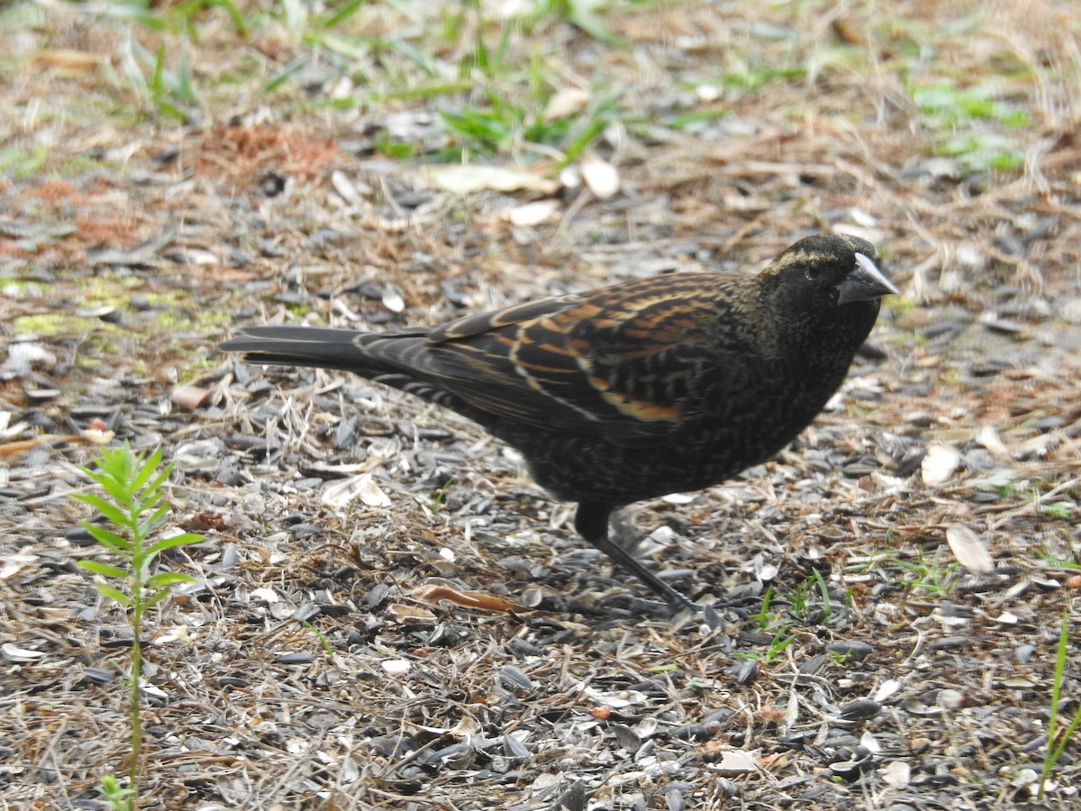 Red-winged Blackbird - ML646268152