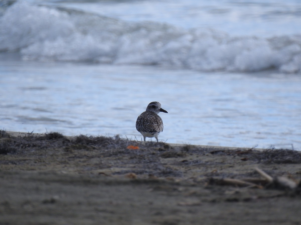 Pivieressa - ML646268157