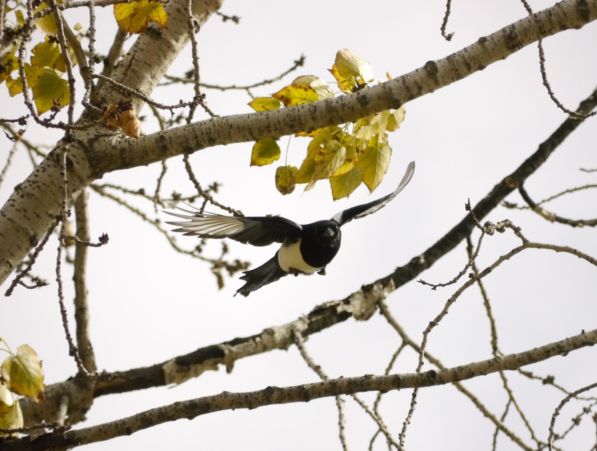 Black-billed Magpie - ML646268158