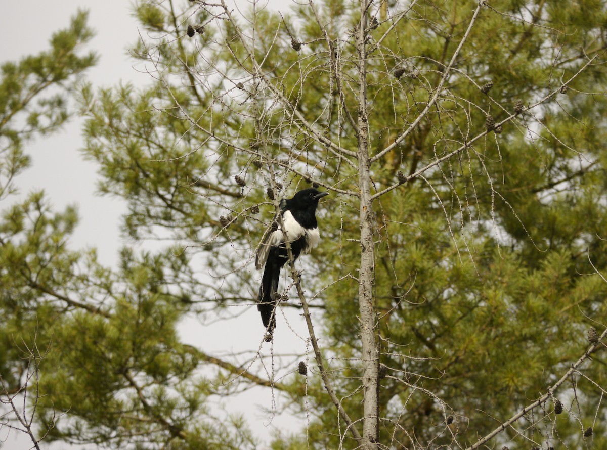 Black-billed Magpie - ML646268159