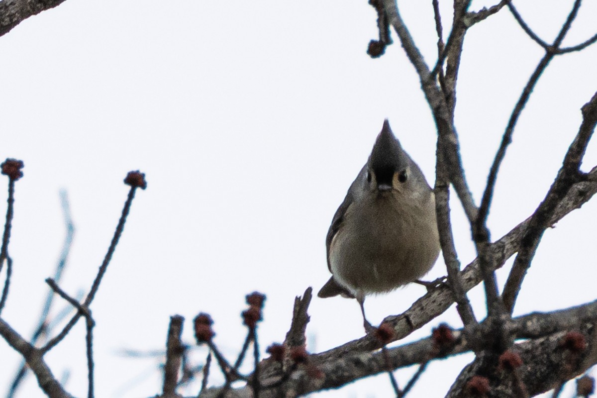 Grauhäubchenmeise - ML646268161