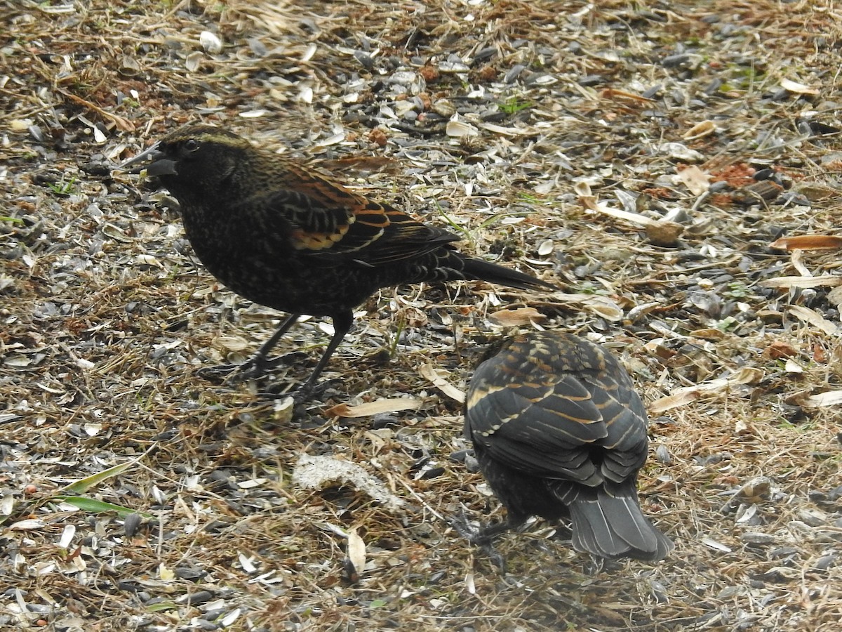 Red-winged Blackbird - ML646268163
