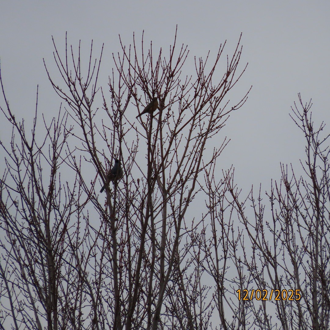 Blue Jay - ML646268165