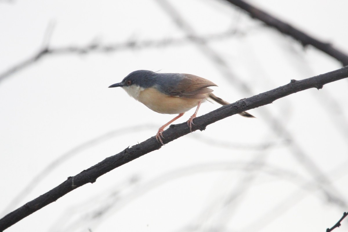 Ashy Prinia - ML646268169