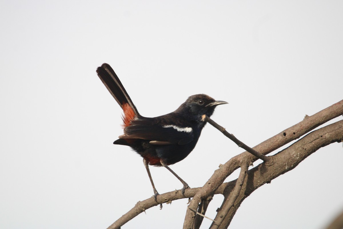 Indian Robin - ML646268170