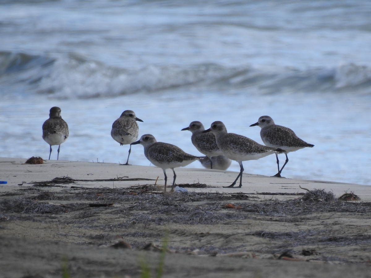 Pivieressa - ML646268178