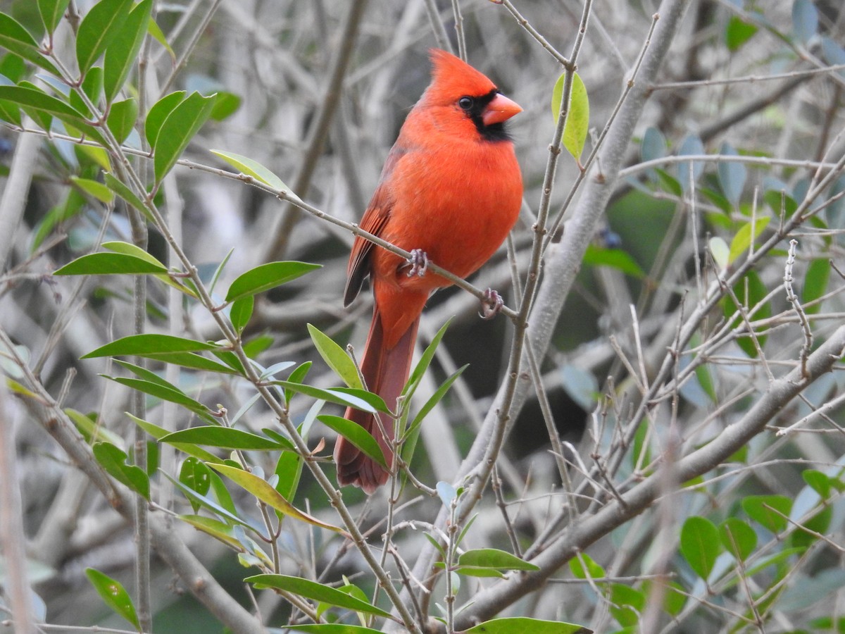 Northern Cardinal - ML646268180