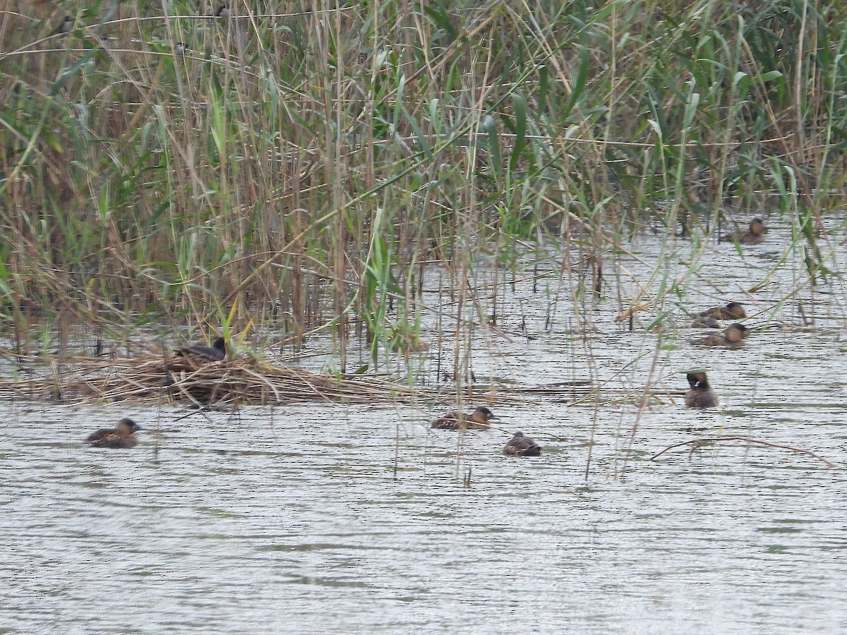 White-backed Duck - ML646268183
