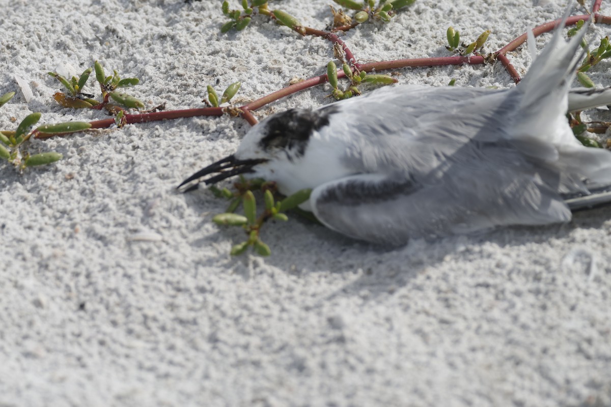 Common Tern - ML646268186