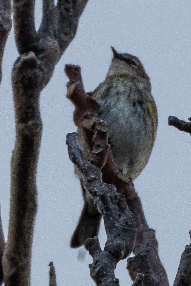 キヅタアメリカムシクイ - ML646268187