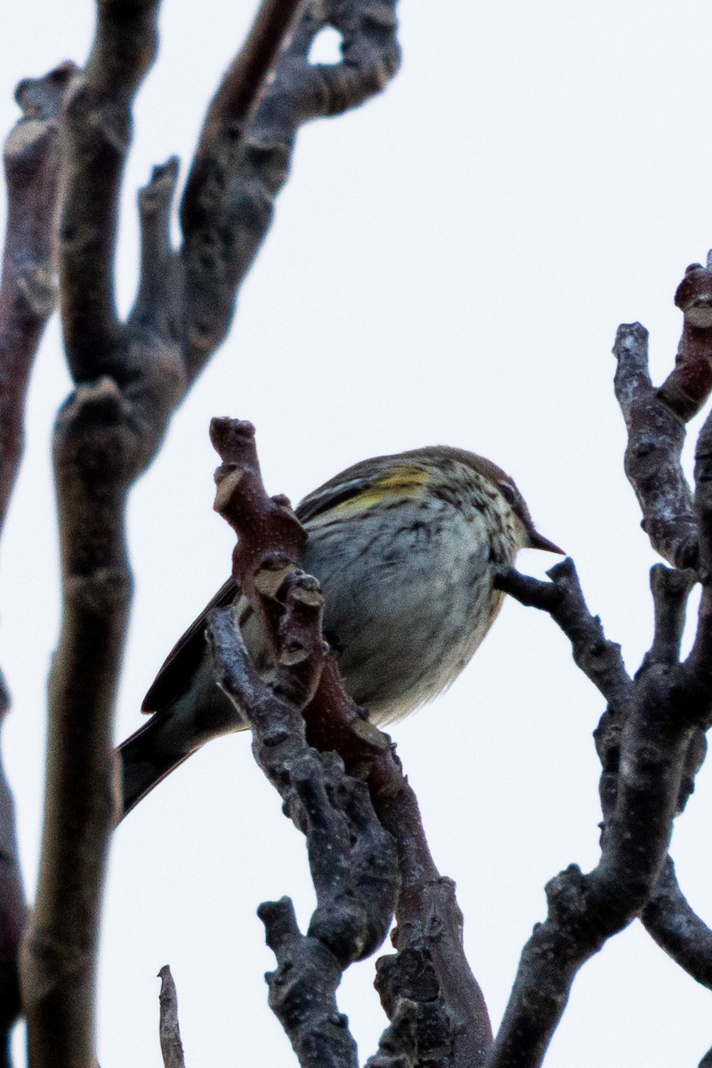 キヅタアメリカムシクイ - ML646268188