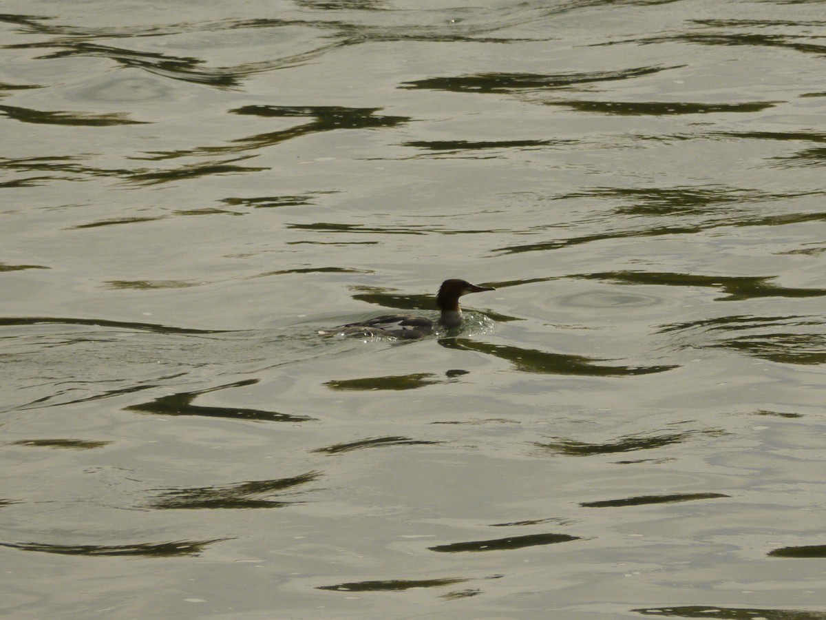 Common Merganser - ML646268189