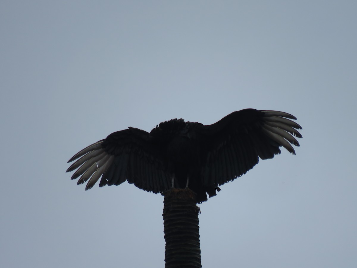 kondor havranovitý - ML646268199