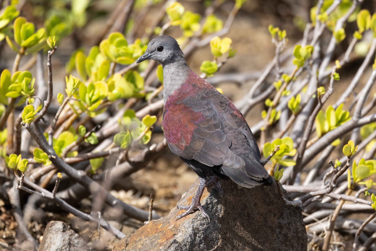 Marquesan Ground Dove - ML646268201