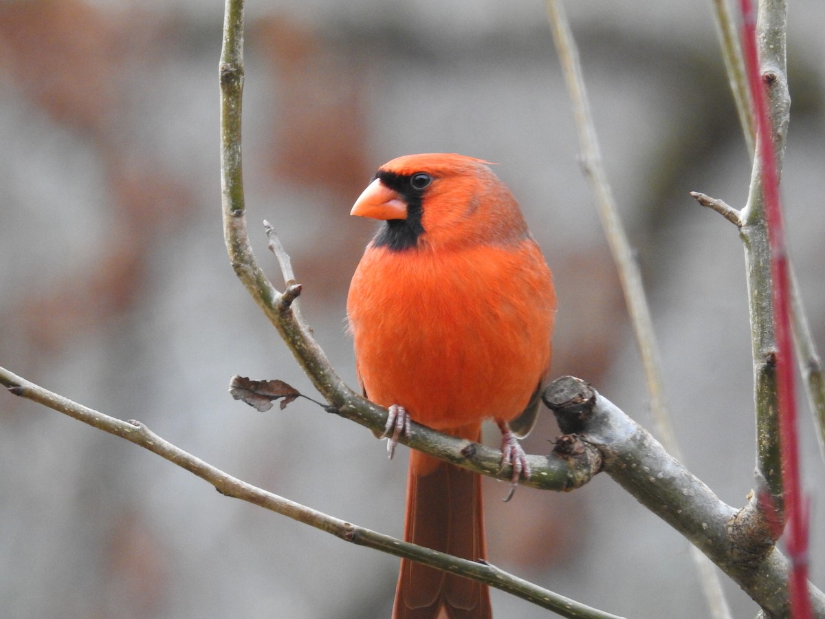 Northern Cardinal - ML646268202
