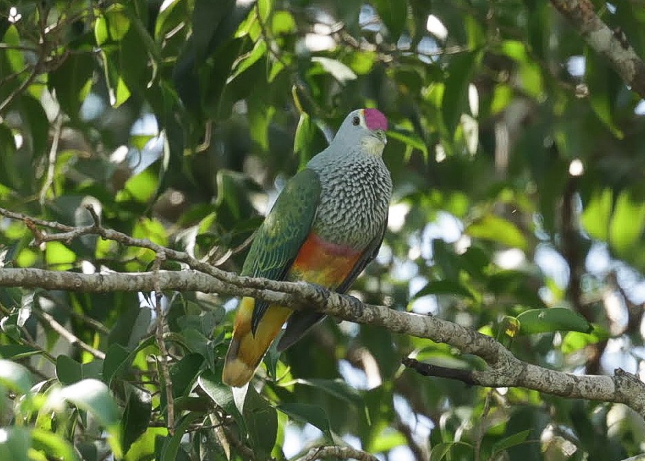 Rose-crowned Fruit-Dove - ML646268206