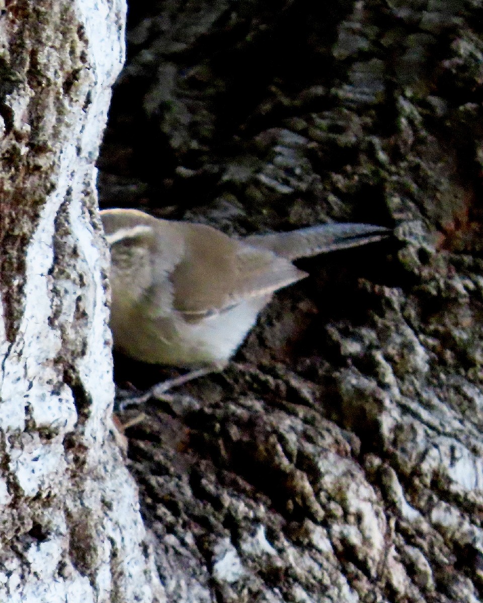 střízlík pokřovní - ML646268207