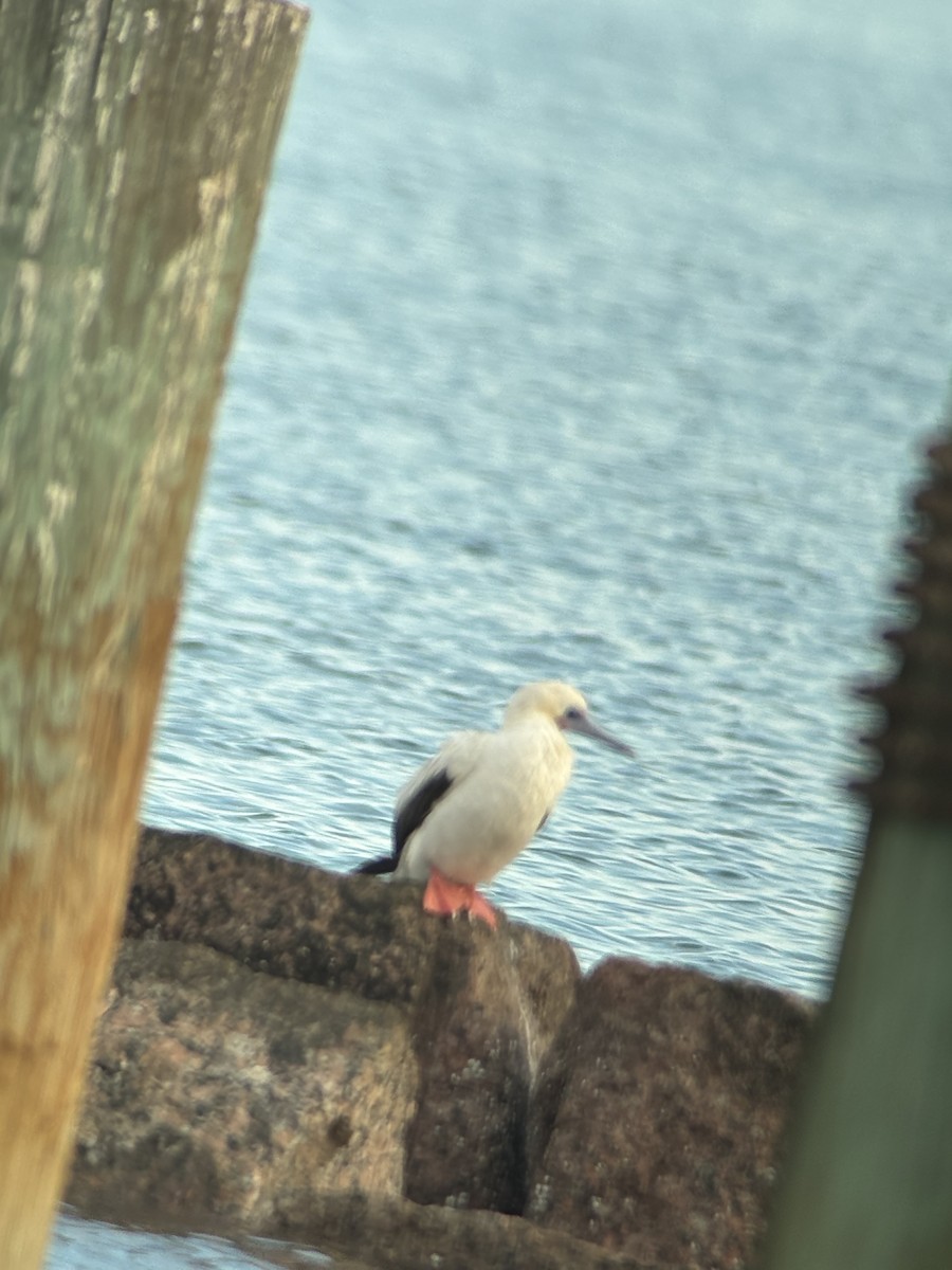 Red-footed Booby - ML646268212
