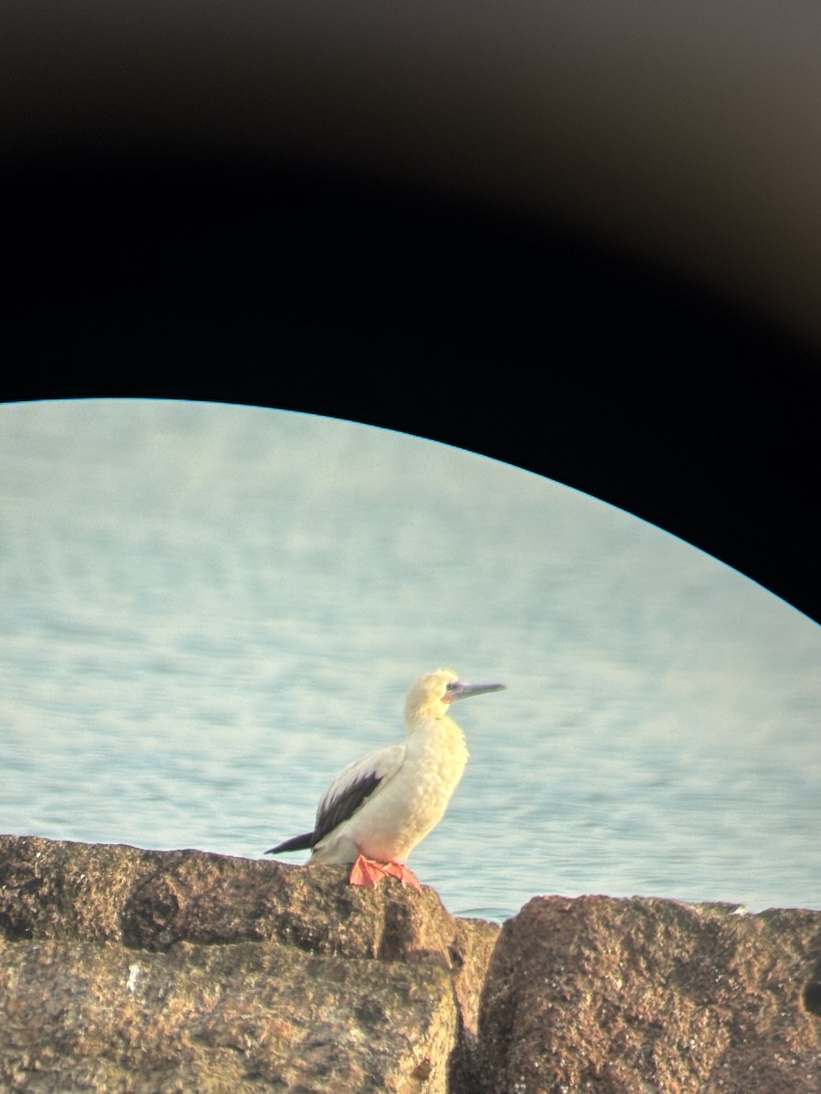 Red-footed Booby - ML646268213