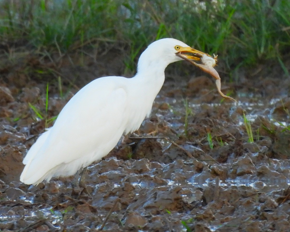 Eastern Cattle-Egret - ML646268215