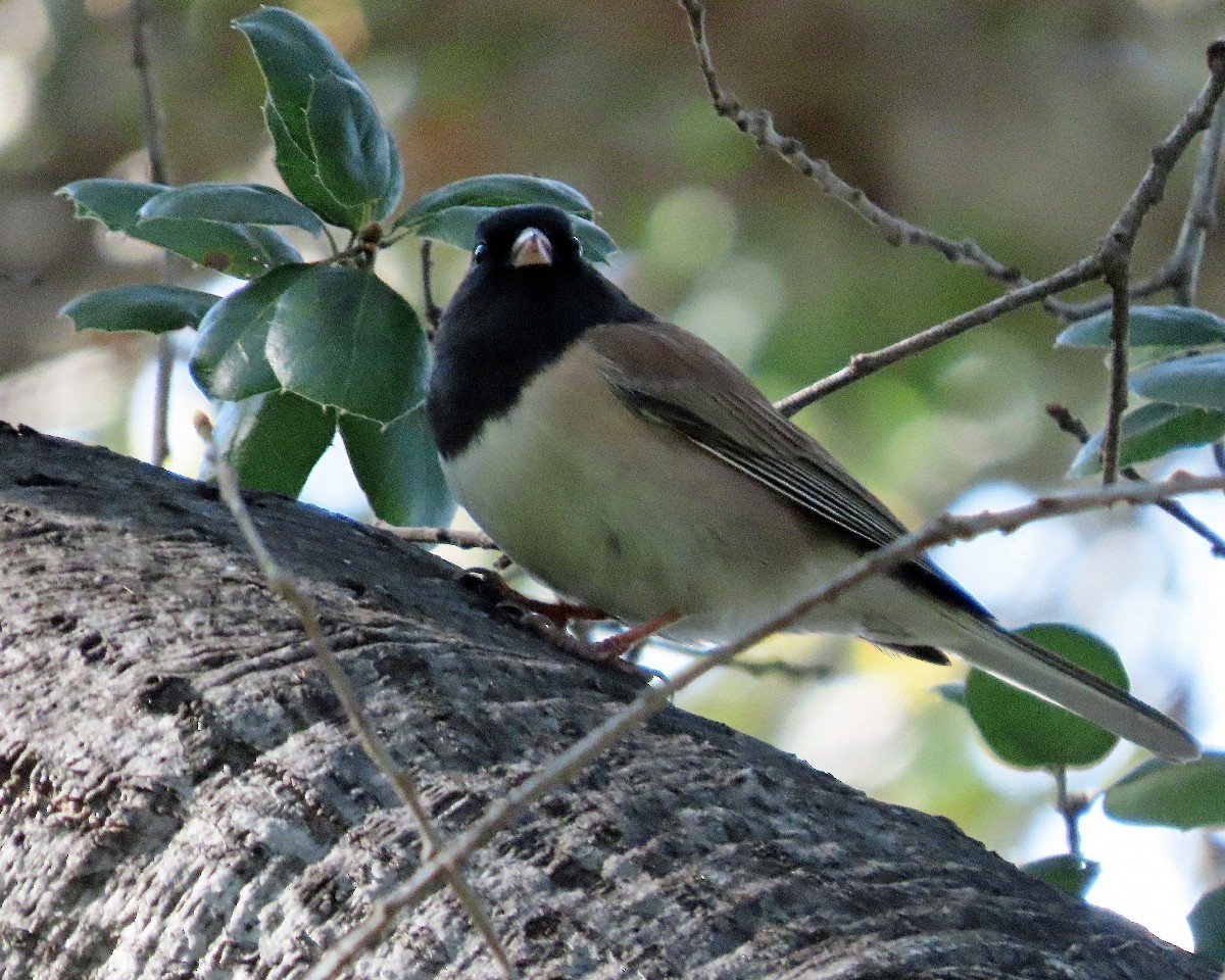 Dark-eyed Junco (Oregon) - ML646268220