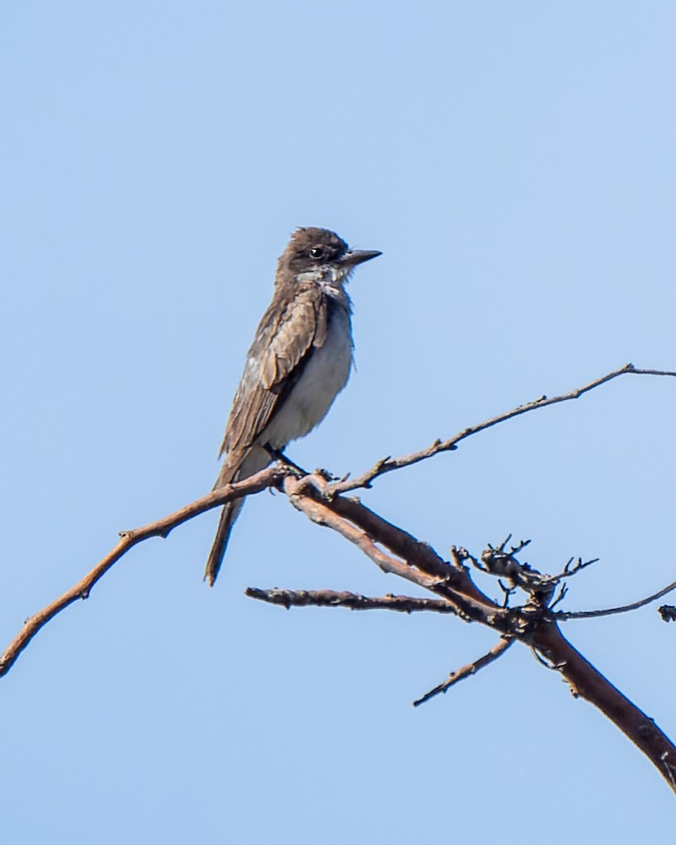 Tirano Oriental - ML646268221