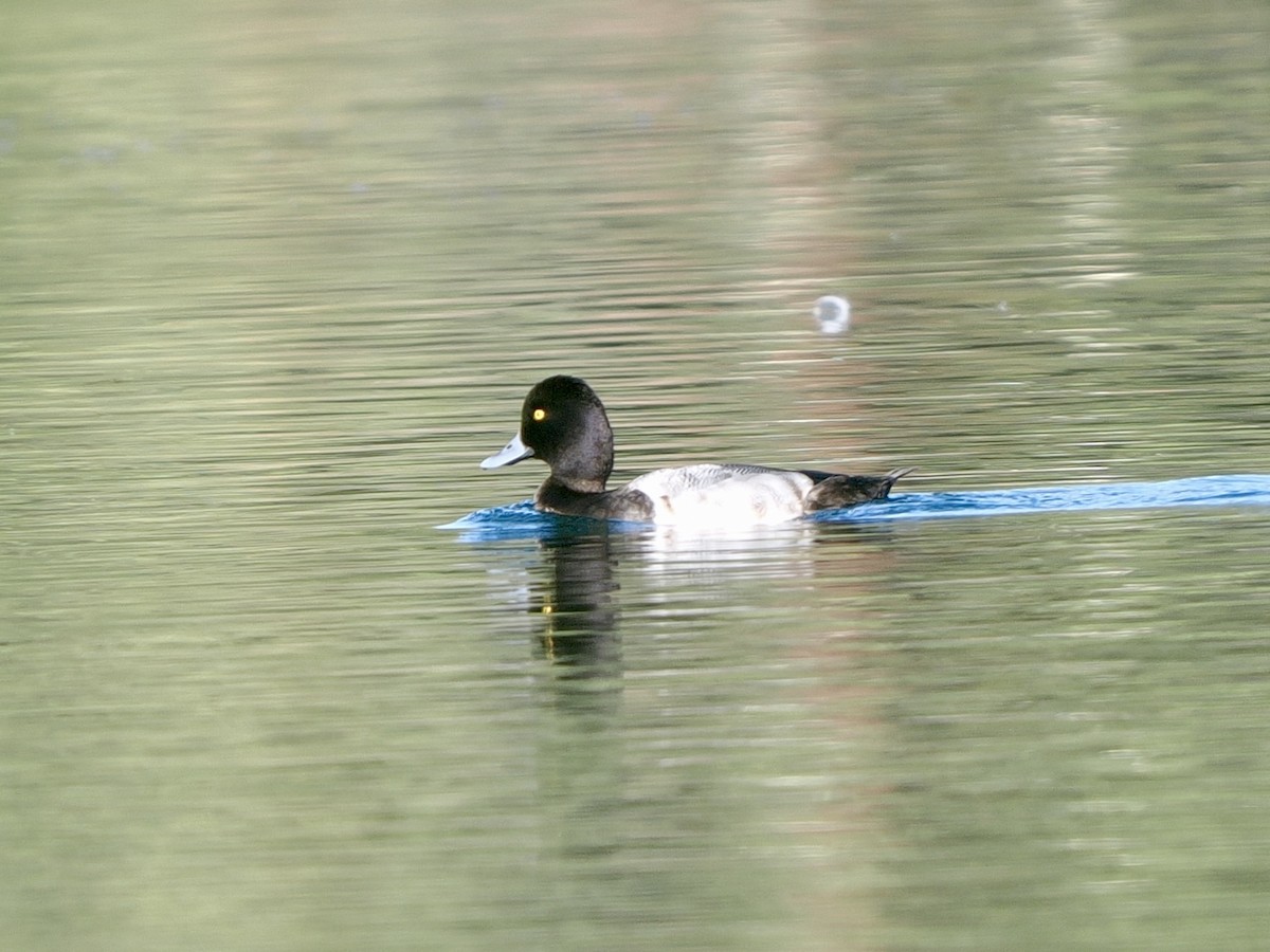 Lesser Scaup - ML646268222