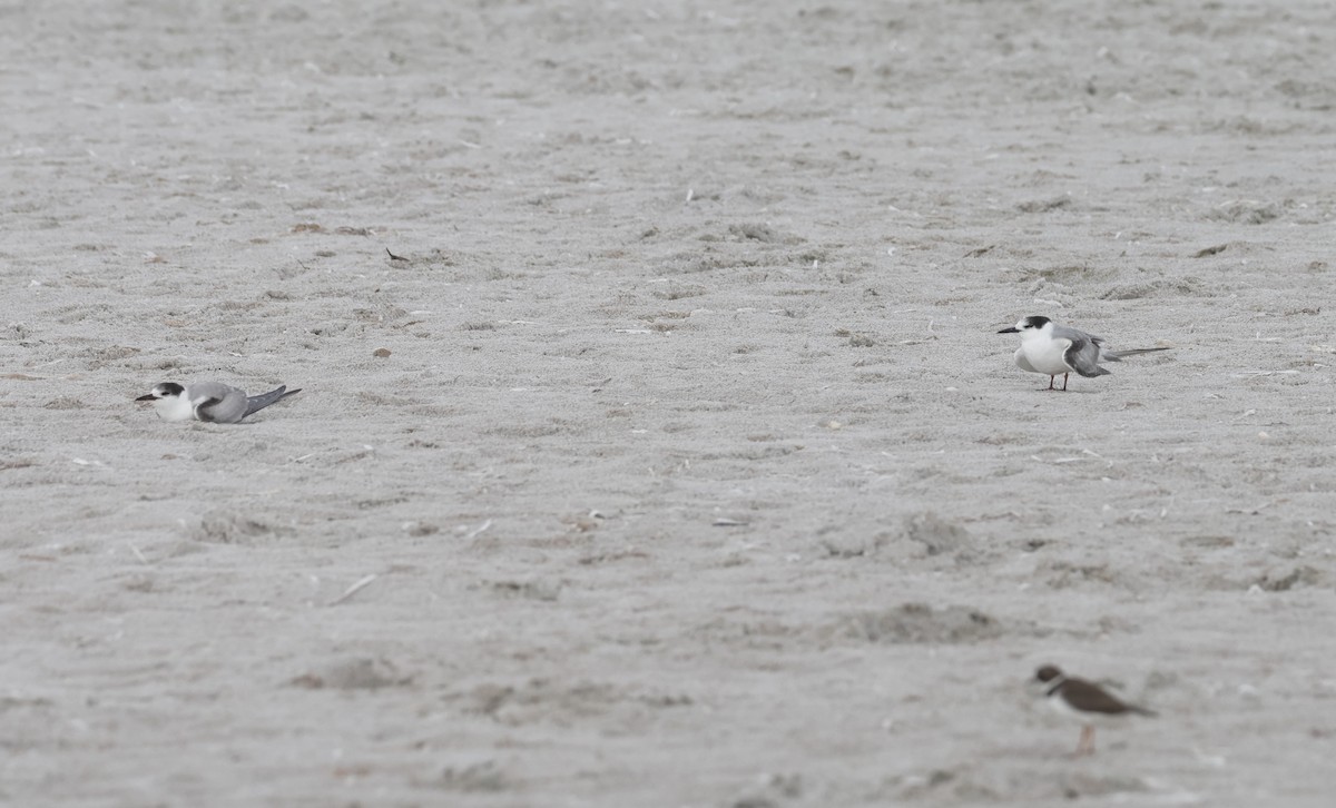 Common Tern - ML646268225