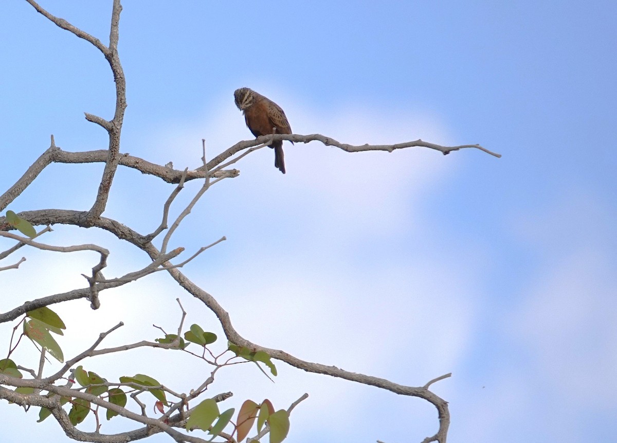 Berdantza bulargorria - ML646268226