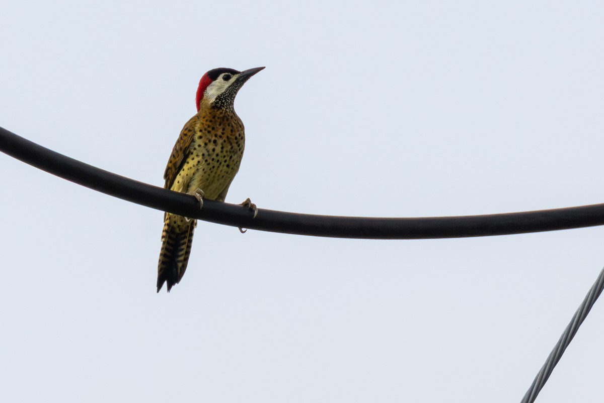 Spot-breasted Woodpecker - ML646268229