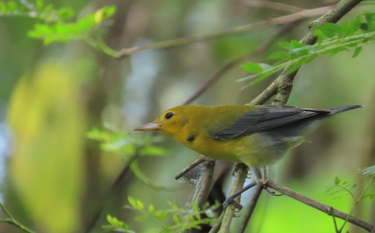 Prothonotary Warbler - ML646268230