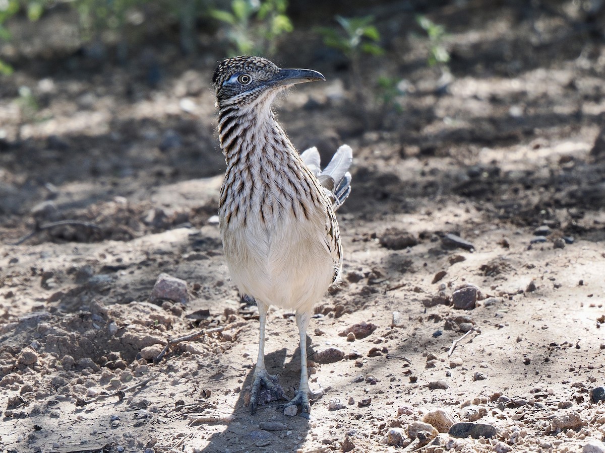 Greater Roadrunner - ML646268231