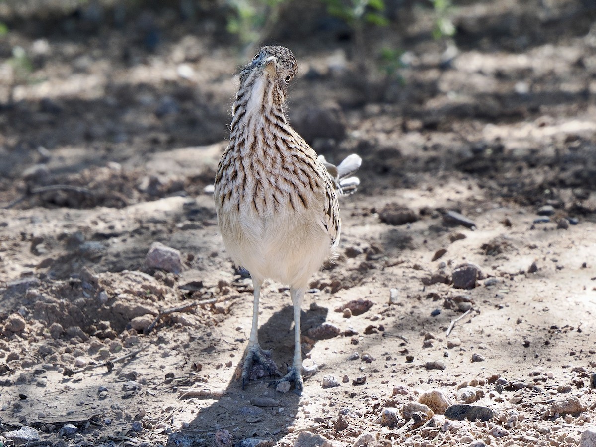 Greater Roadrunner - ML646268232