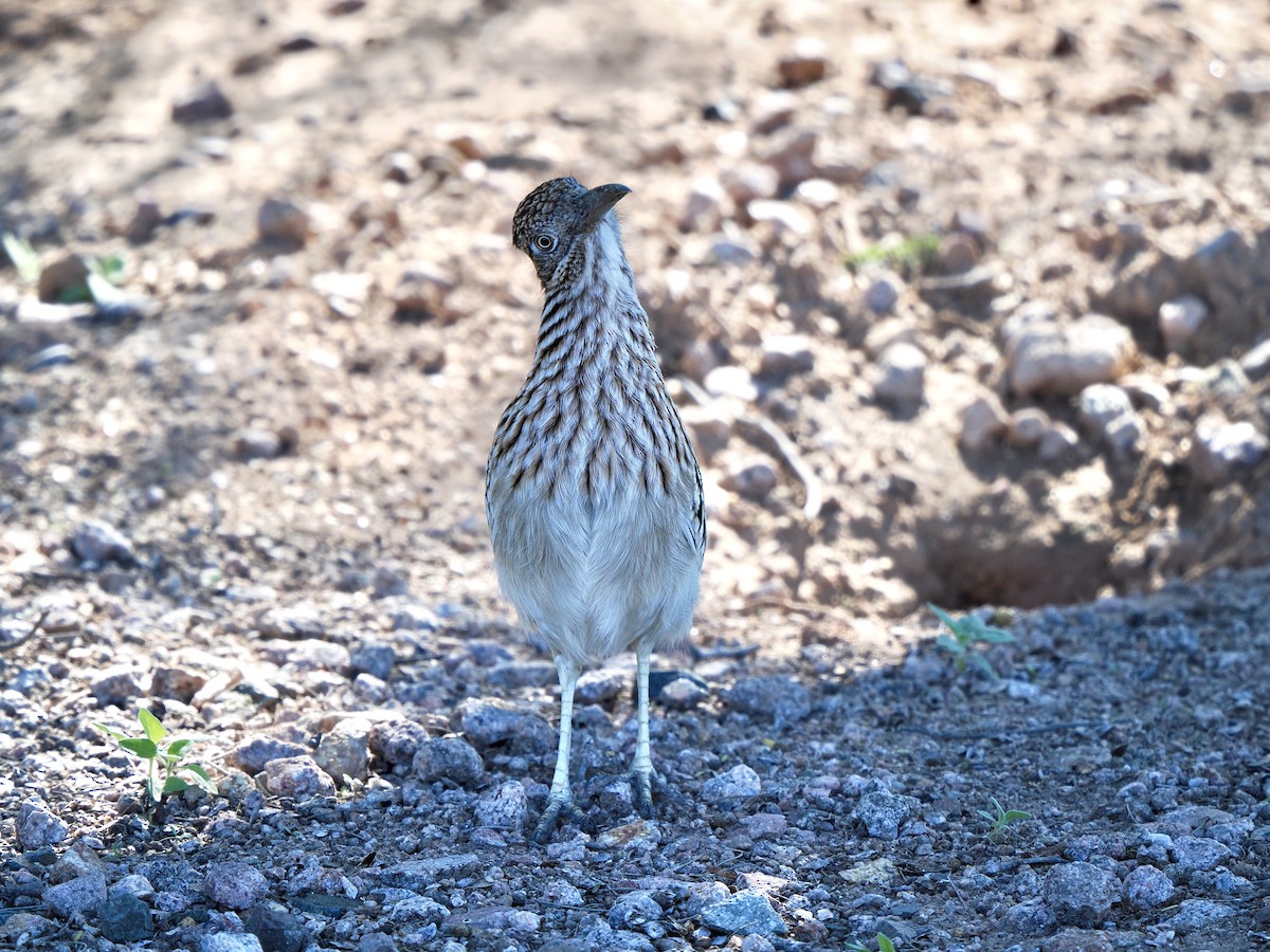 Greater Roadrunner - ML646268233