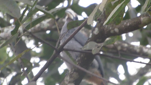 Malabar Gray Hornbill - ML646268234