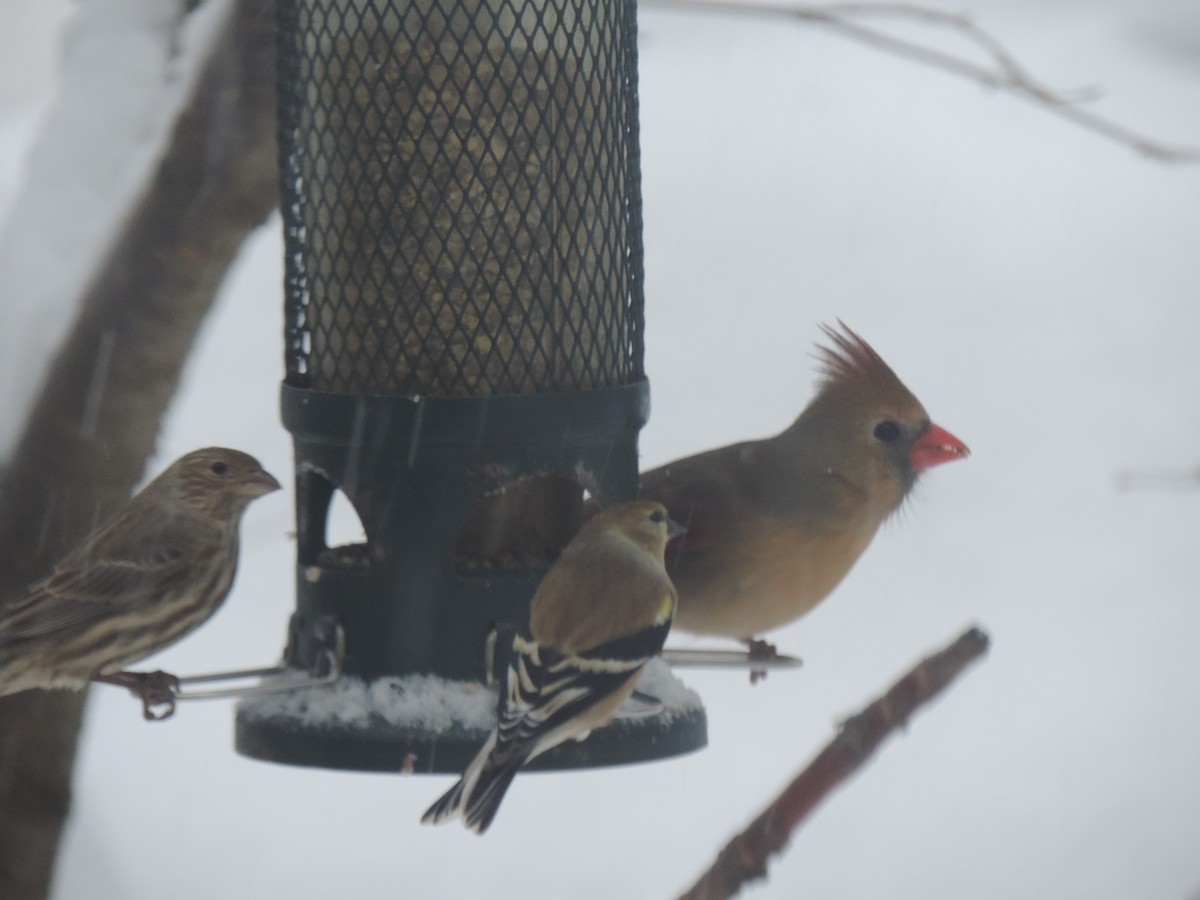 American Goldfinch - ML646268235