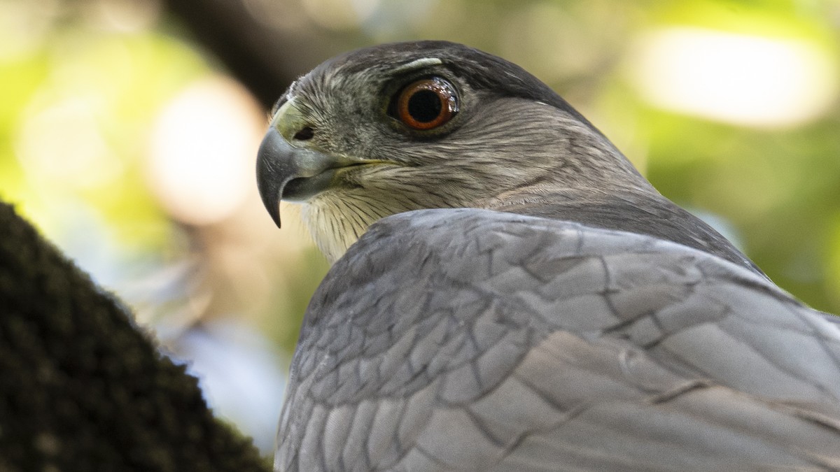 Cooper's Hawk - ML646268238