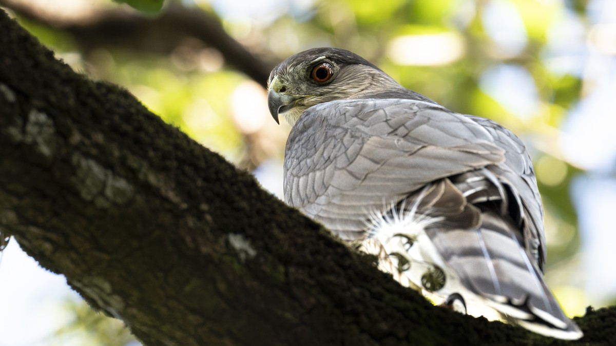 Cooper's Hawk - ML646268239