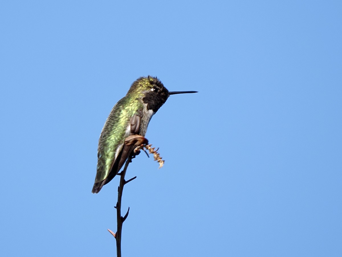 Anna's Hummingbird - ML646268241
