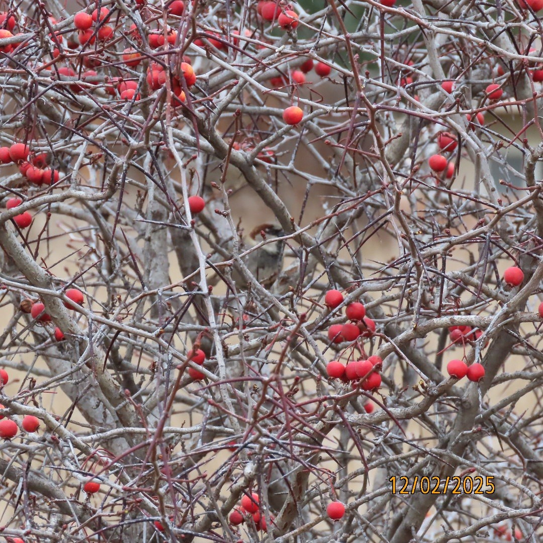 Etxe-txolarrea - ML646268242