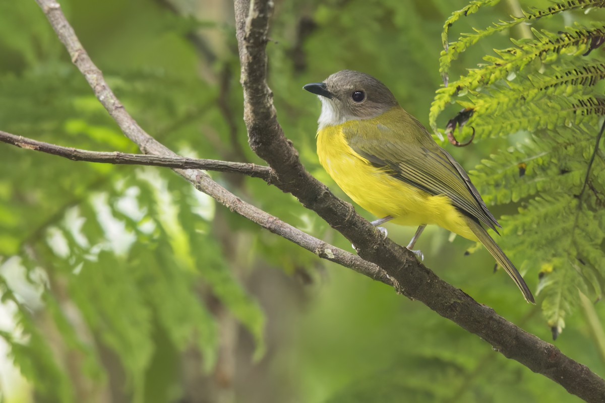 Yellow-bellied Whistler - ML646268243