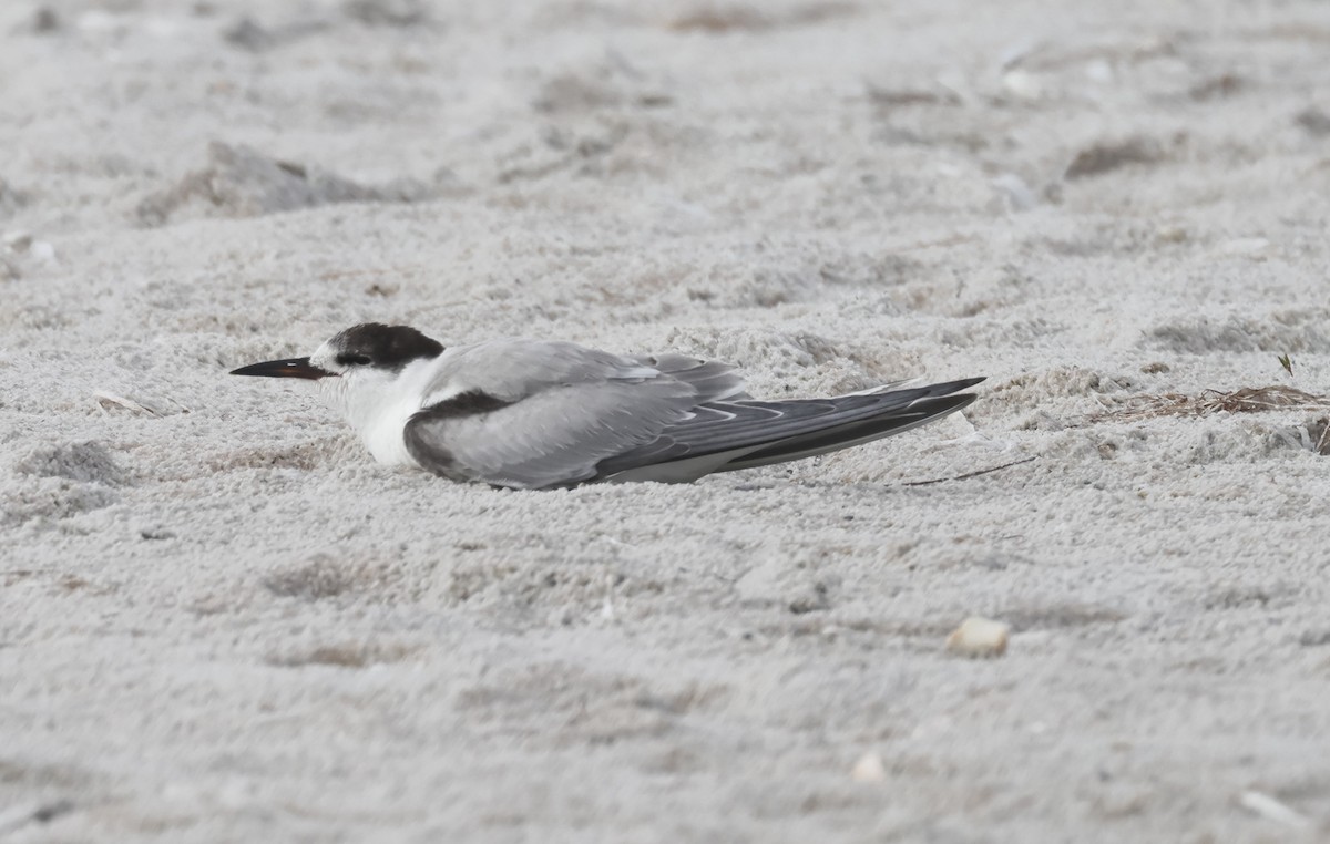 Common Tern - ML646268247