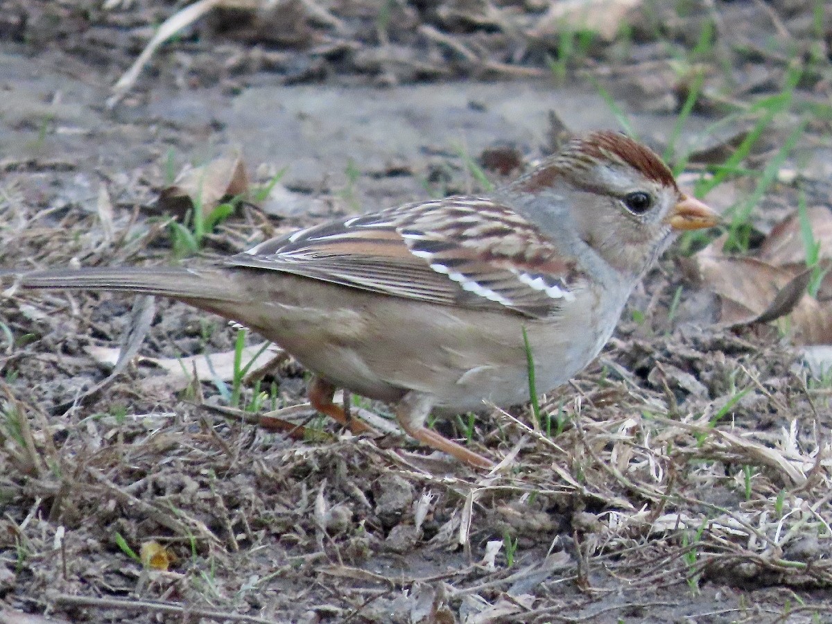 White-crowned Sparrow - ML646268249