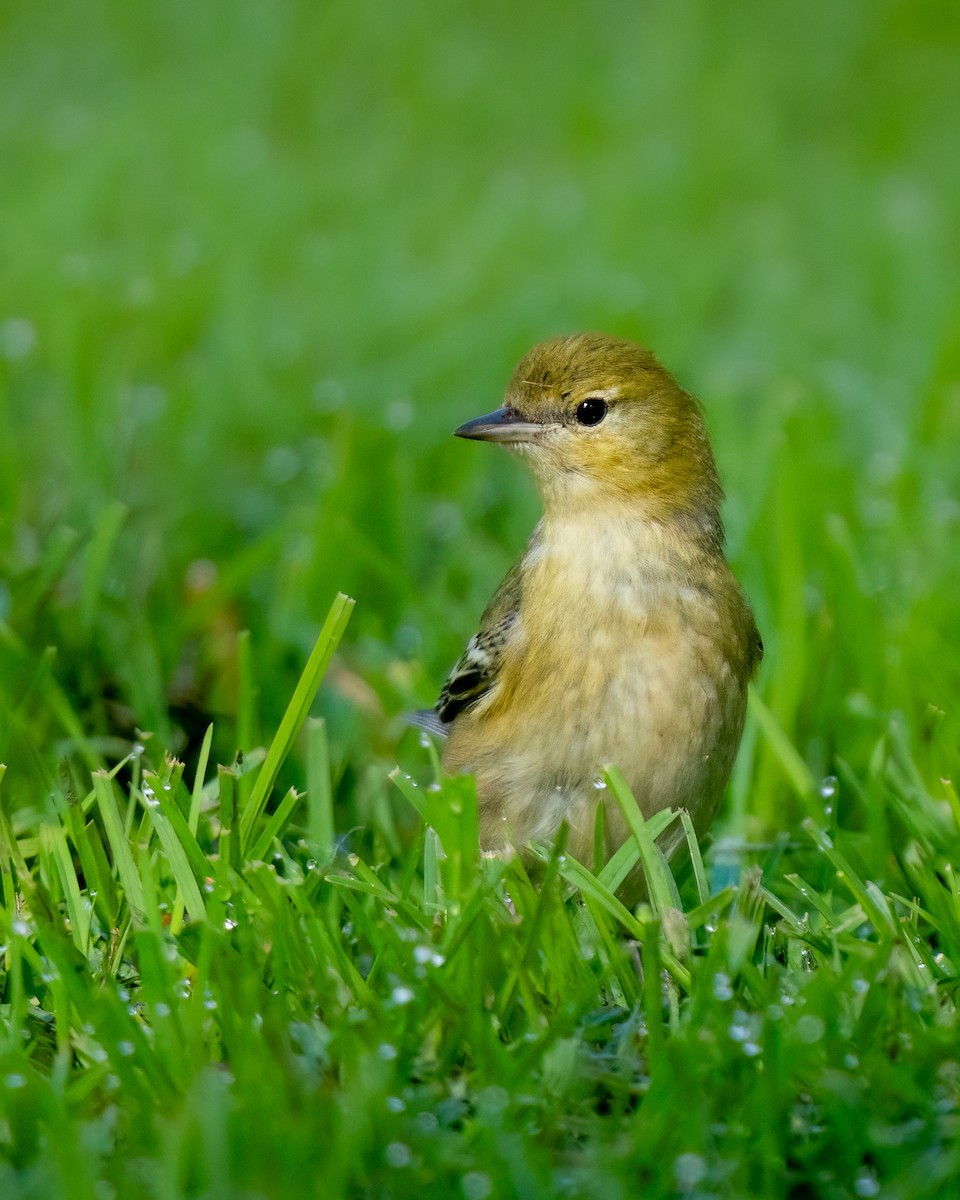 Kestane Gerdanlı Ötleğen - ML646268250