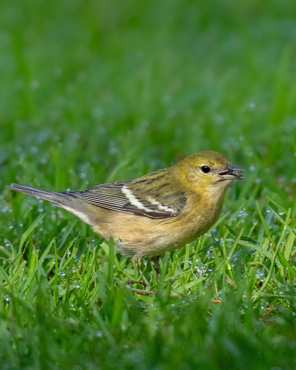 Kestane Gerdanlı Ötleğen - ML646268251