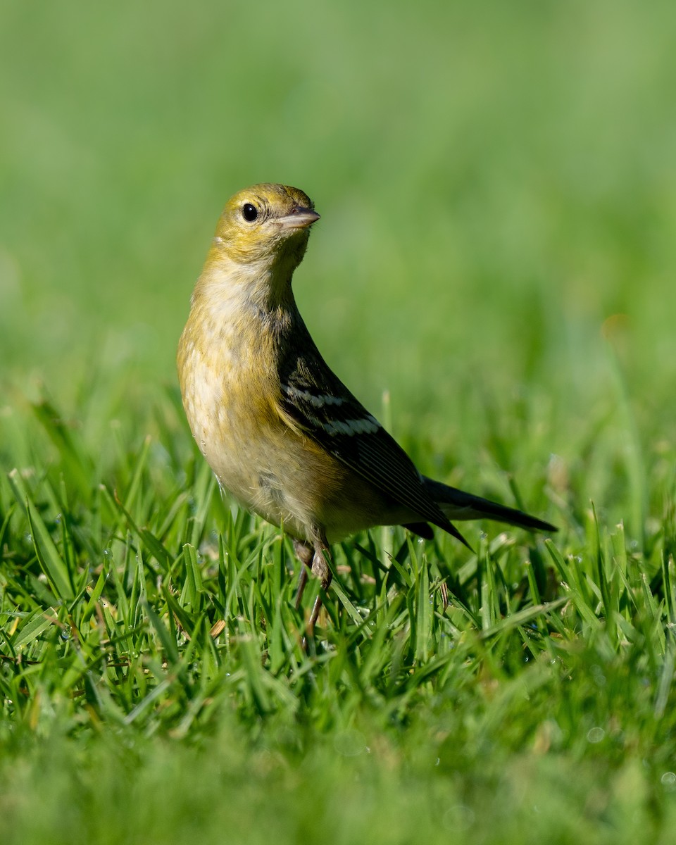 Kestane Gerdanlı Ötleğen - ML646268252