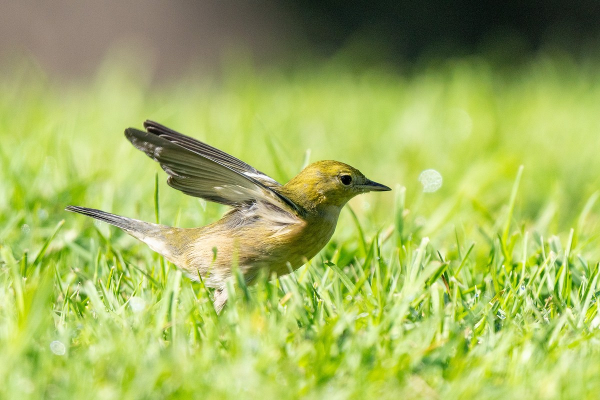 Kestane Gerdanlı Ötleğen - ML646268253