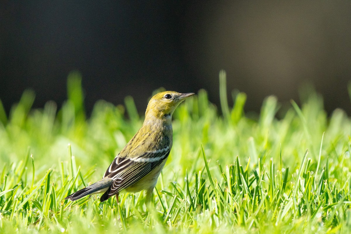 Kestane Gerdanlı Ötleğen - ML646268255